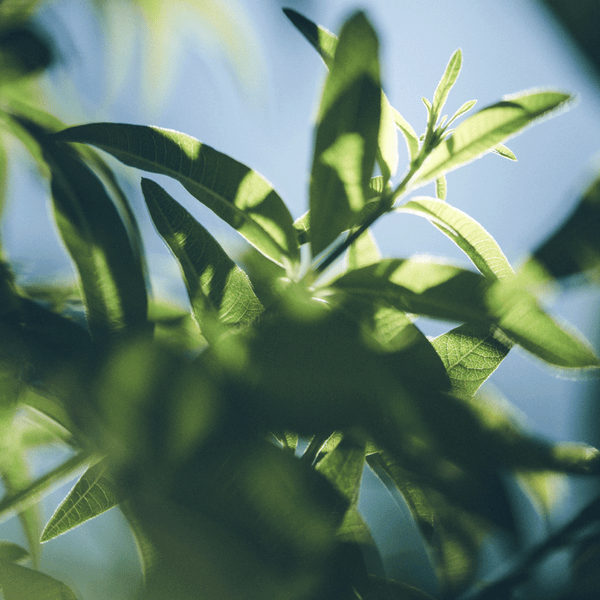 Rastline v senci L’OCCITANE