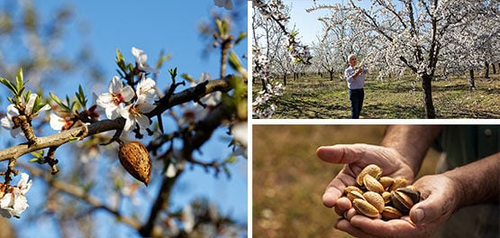 Mandljevci v Provansi - L'OCCITANE 