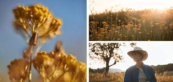 Sestavina Immortelle L'Occitane