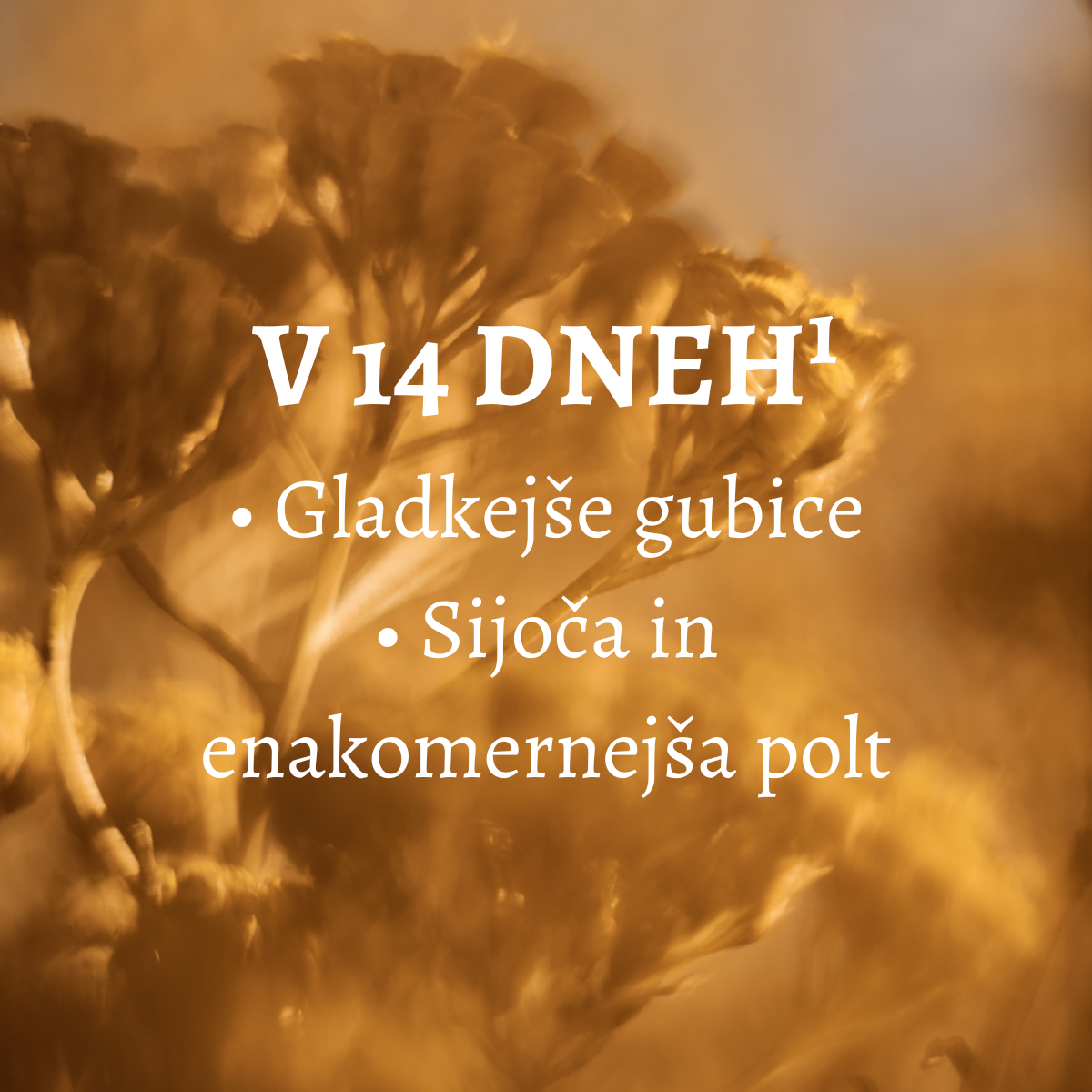 Božanska krema immortelle - v 14 dneh: gledkejše gubice ter sijoča in enakomernejša polt 