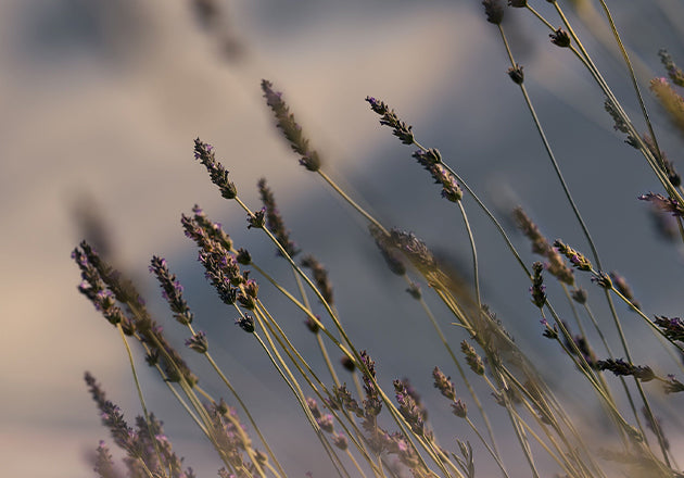 Sivka – sestavina iz Visoke Provanse, ki jo L’Occitane uporablja v svoji tradicionalni kolekciji Lavander – Prava sivka 

