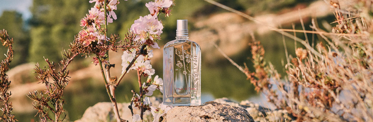 Eau de Toilette češnjev cvet - L'Occitanova prodajna uspešnica