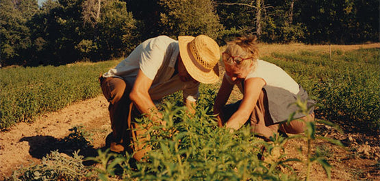 Gojenje citronke za L'Occitanove izdelke iz priljubljene kolekcije za telo 