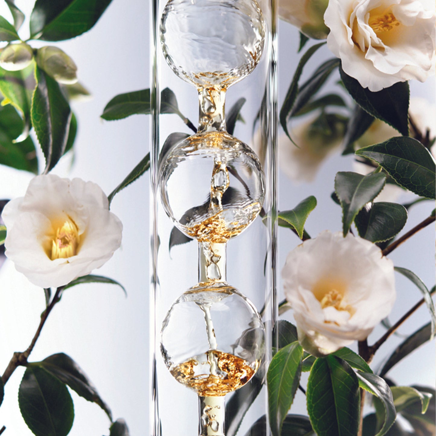 izvleček immortelle 