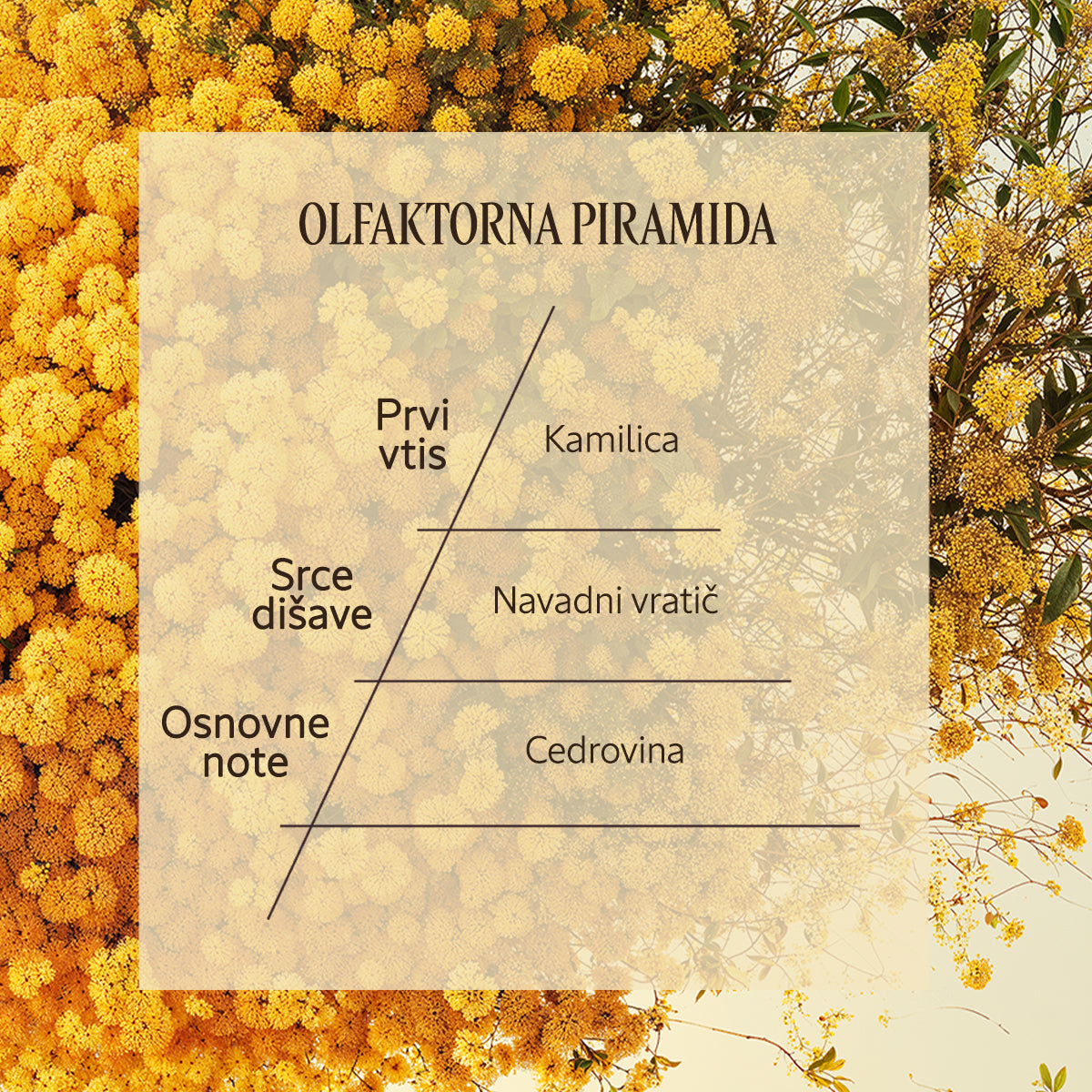 Dišavna piramida Eau de Parfum Barbotine | L'Occitane