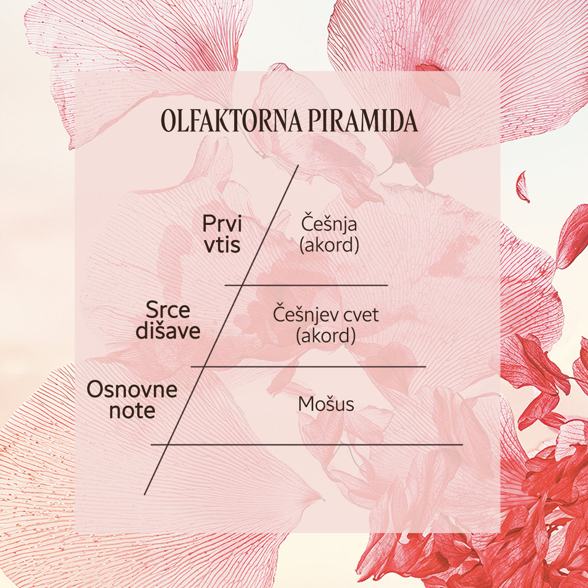 Dišavna piramida Eau de Toilette Fleurs de Cerisier | L'Occitane