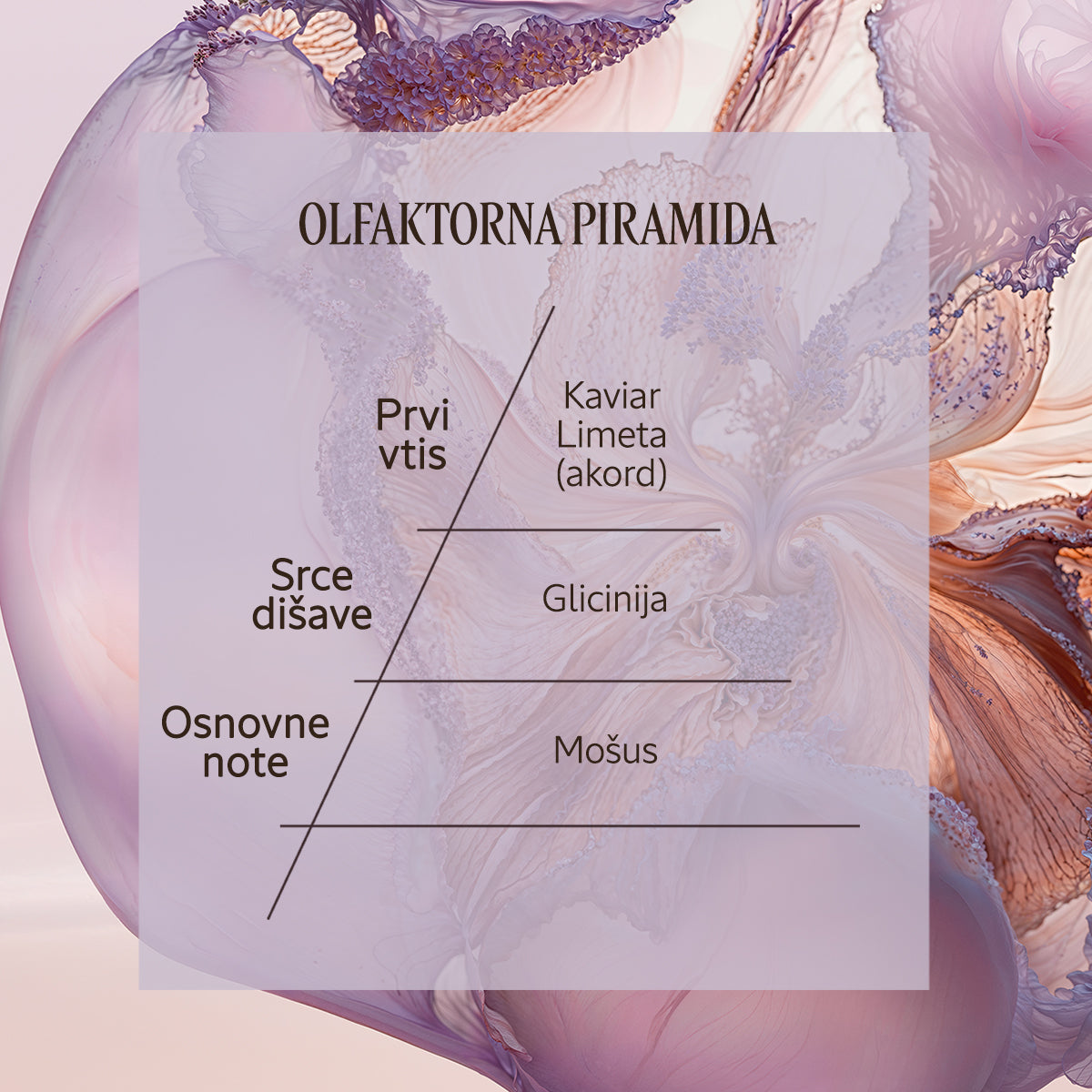 Dišavna piramida Eau de Parfum Glycine | L'Occitane