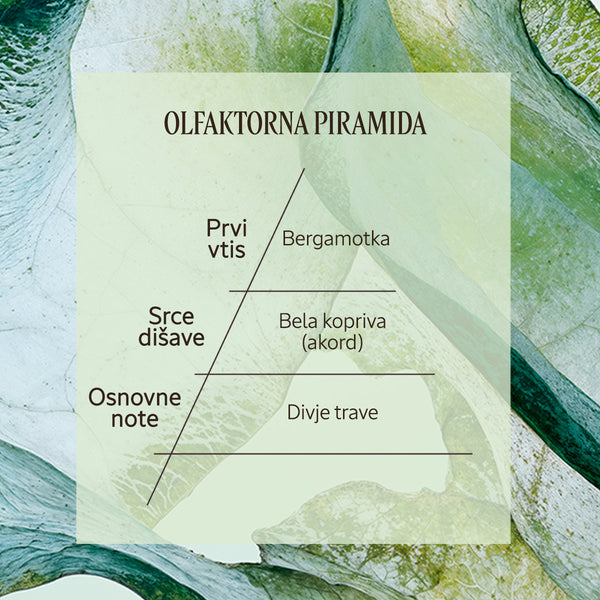 Dišavna piramida Eau de Parfum Ortie Blanche | L'Occitane