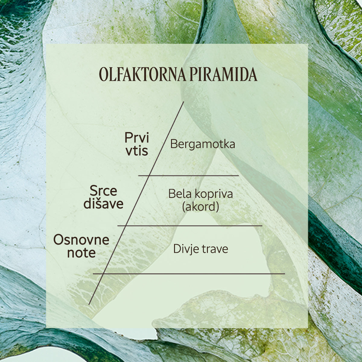 Dišavna piramida Eau de Parfum Ortie Blanche | L'Occitane