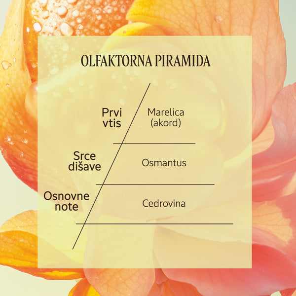 Dišavna piramida Eau de Toilette Osmanthus Abricot | L'Occitane