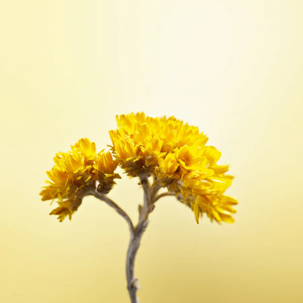 Rumena roža L'Occitane