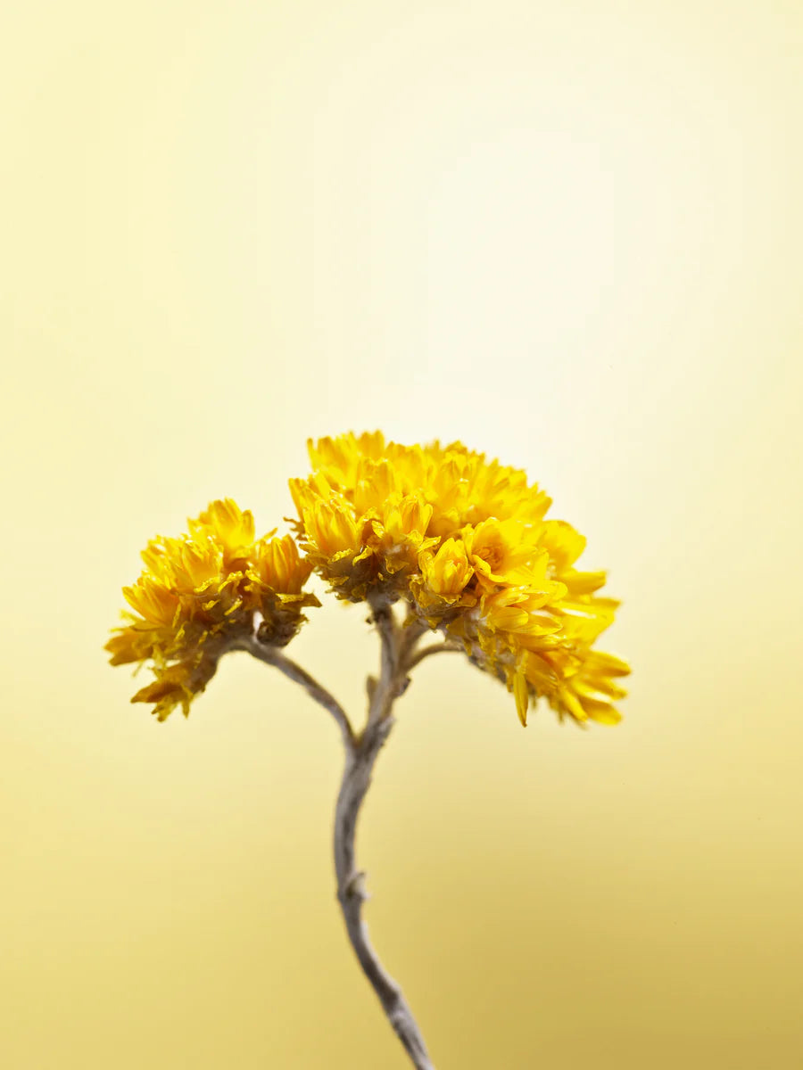 Rumena roža L'Occitane