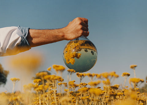 L’OCCITANE POLJE IMMORTELLE V PROVANSI 