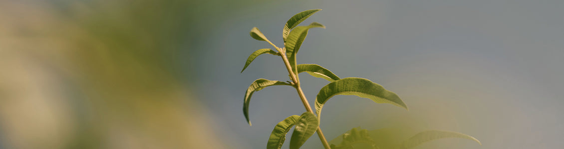 Citronka