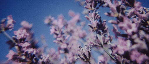 L'OCCITANE v svojih izdelkih uporablja sivko, ki jo odkupuje neposredno od kmetijskih zadrug v Visoki Provansi.