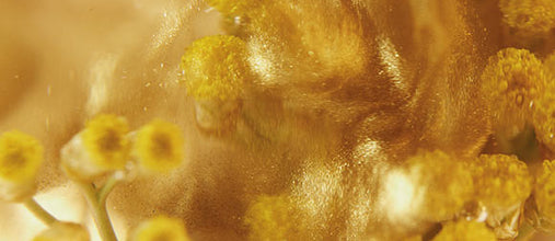 Ekipe iz L'OCCITANE en Provence so odkrile antioksidativne in pomlajevalne lastnosti eteričnega olja immortelle