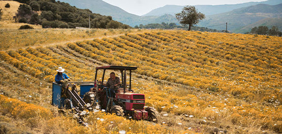 Žetev cvetlice immortelle – L’OCCITANE 