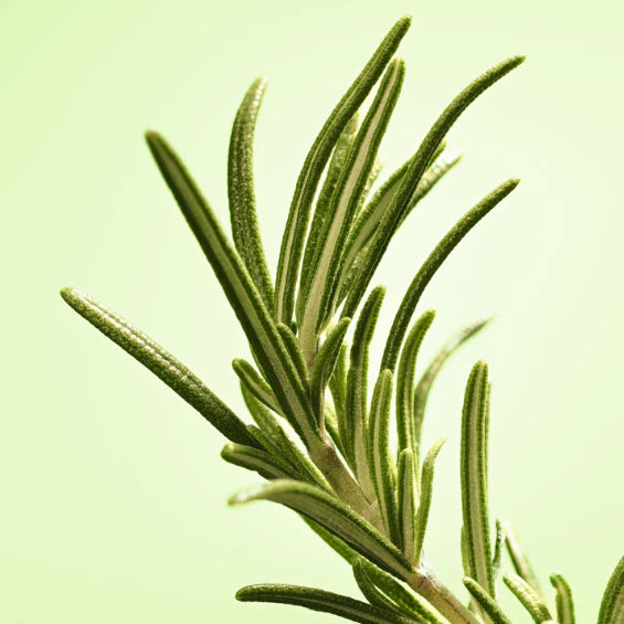 Rožmarin od blizu - L'Occitane