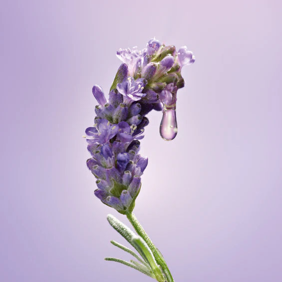 Sivka od blizu - L'Occitane