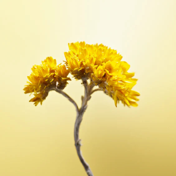 Pomlajevalni serum za lasišče Immortelle