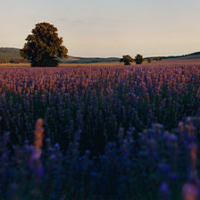 L'Occitane - polje sivke