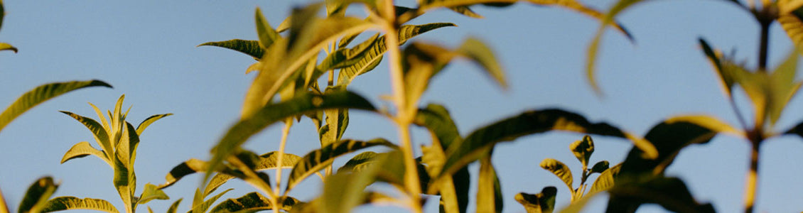 Osvežilna citronka – sestavina L'OCCITANOVE priljubljene kolekcije 