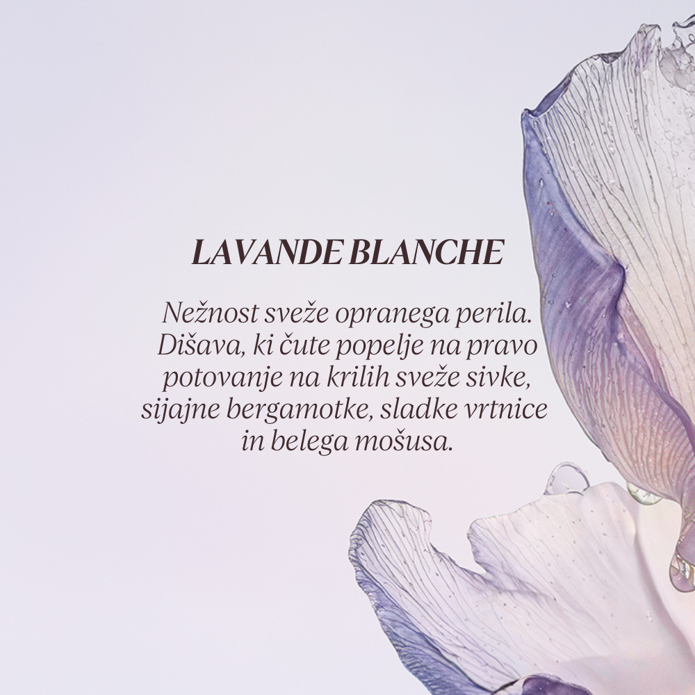 Grafika z opisom dišave kolekcije Flora Orchestra L'Occitane - Lavande Blanche