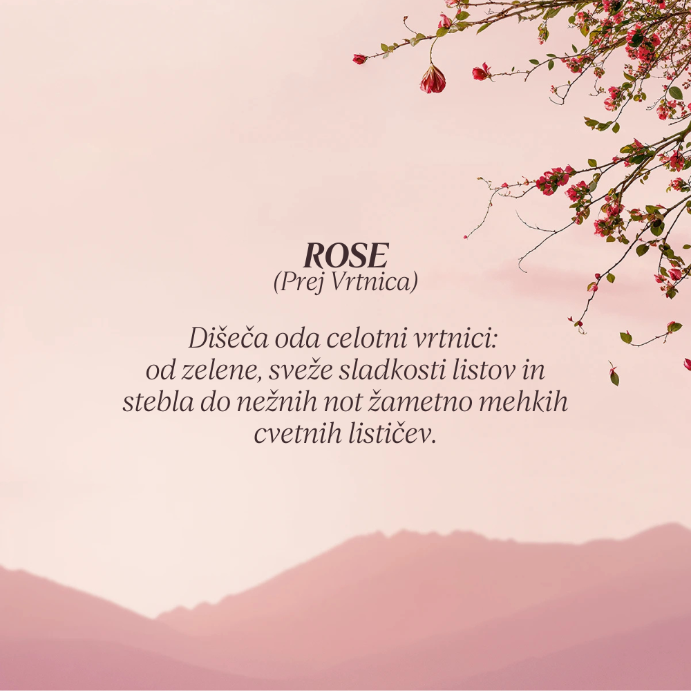 Grafika z opisom dišave kolekcije Flora Orchestra L'Occitane - Rose