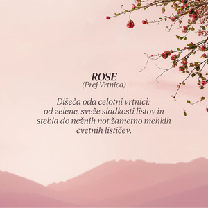 Grafika z opisom dišave kolekcije Flora Orchestra L'Occitane - Rose