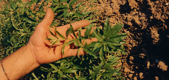 Sestavina citronka  L'Occitane 