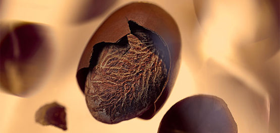 Sestavina karitejevo maslo – L’OCCITANE 