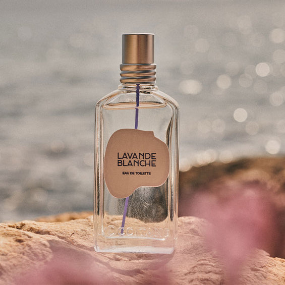 Ženska dišava Lavande Blanche - bela sivka - L'OCCITANE 