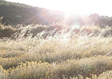 Travnik obsijan s soncem