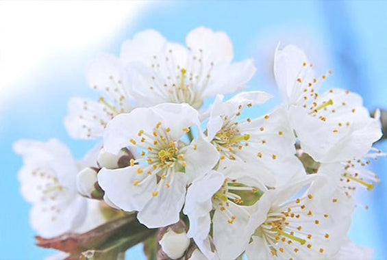 beli češnjevi cvetovi