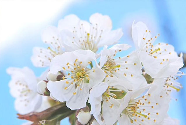 beli češnjevi cvetovi