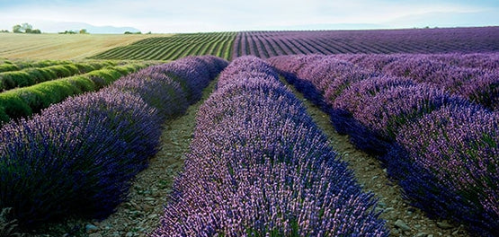 L'occitane sestavine, polja sivke