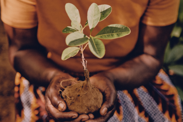Roke, ki držijo rastlino sestavine izdelkov L'Occitane